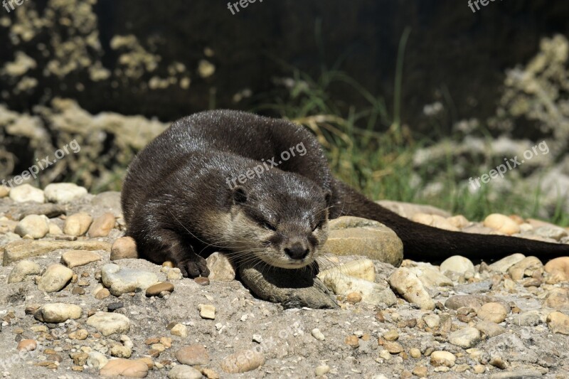 Sea Otter Mammal Wildlife Animal Otter