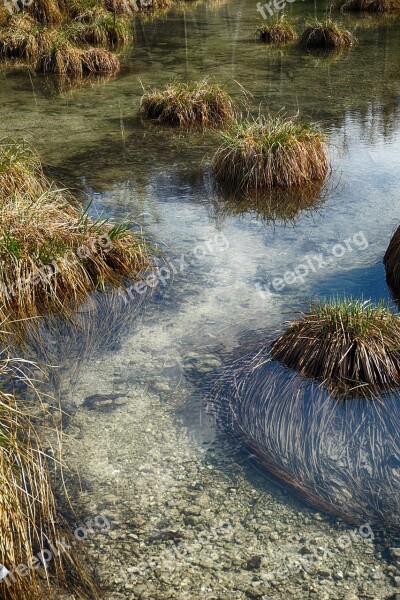 Water Grass Swampy Nature Grasses