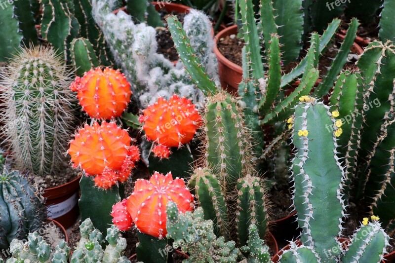 Cactus Spur Plant Prickly Close Up