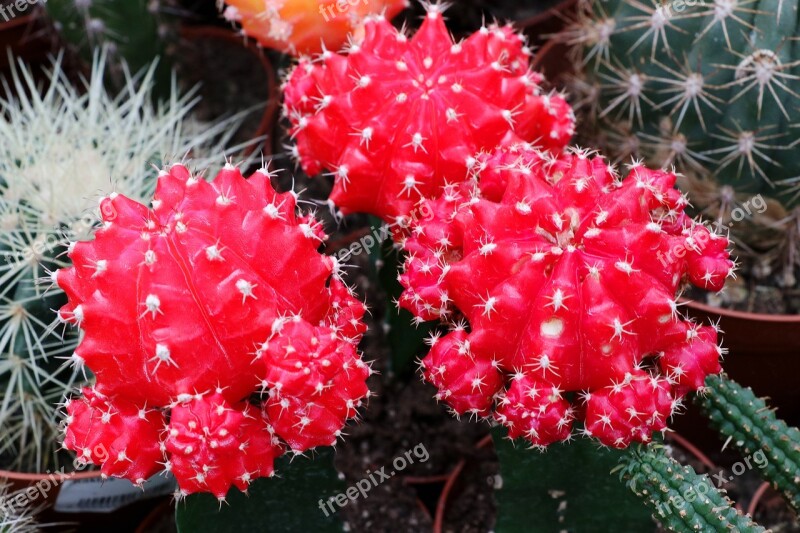 Cactus Spur Plant Prickly Close Up