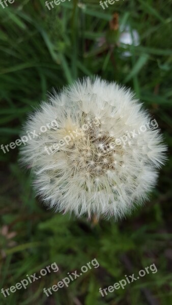 Dandelion Fluff Flower Free Photos