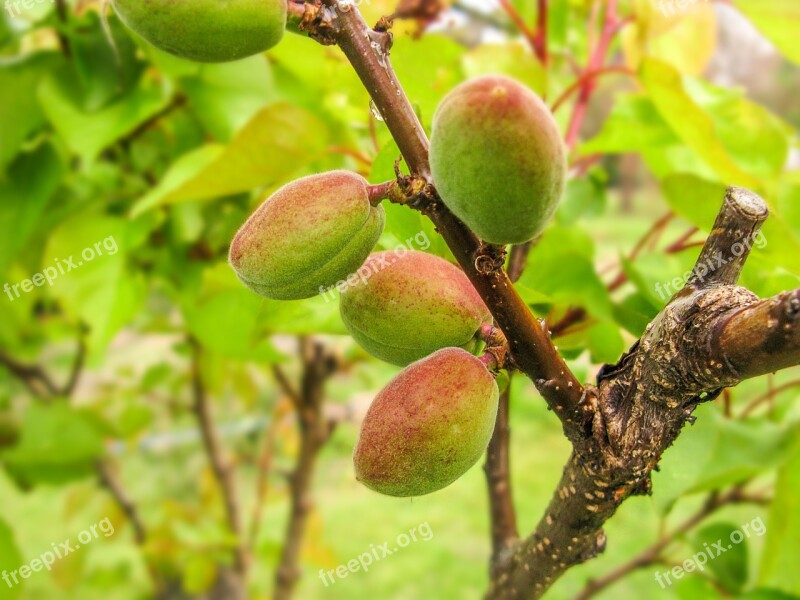 Nature Peach Logany Friends Bloom Peach Blossom