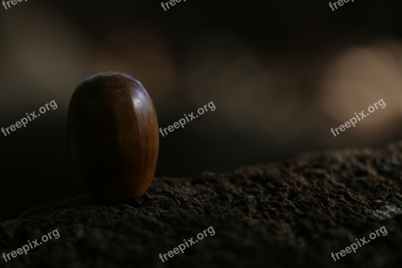 Acorn Forest Fruit Dark Forest Free Photos