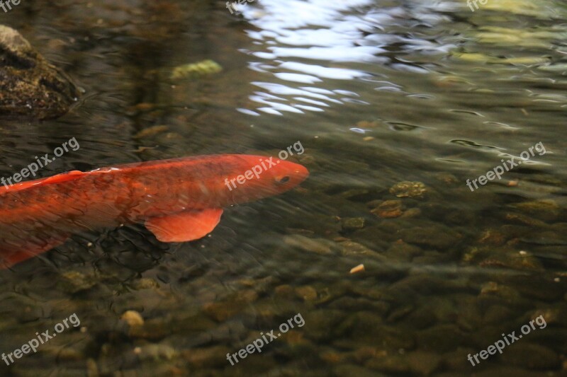 Goldfish Fish Freshwater Fish Water Surface Toy