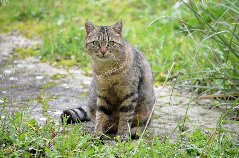 Cat Feline Animal Domestic Animal Cat Eyes