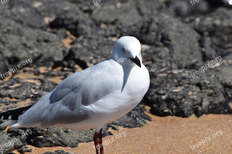 Bird White Sea Gull Animal Feather