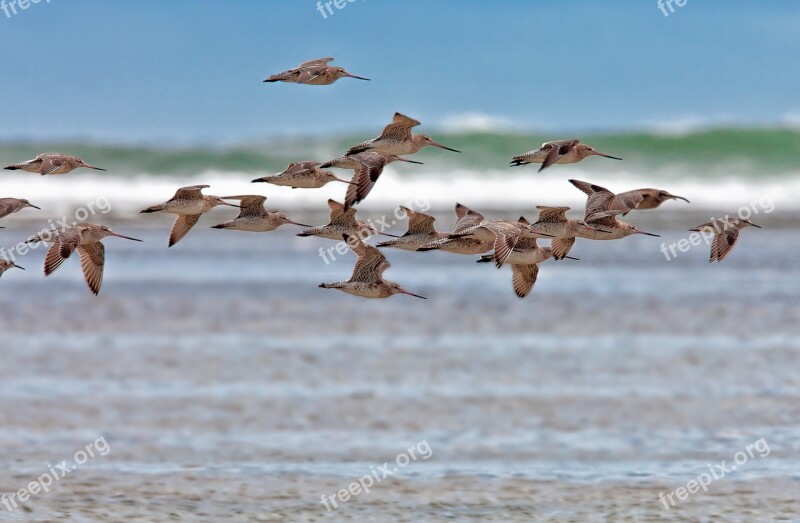 Bird The Kind Flight Coast Pass