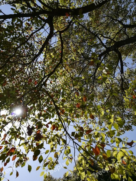 Camphor Leaves The Leaves Sunshine The Scenery Material