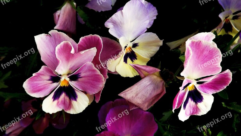 Flora Flowers Pansies Two-tone Nature