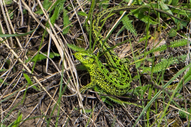 Lizard Nature Reptiles Free Photos