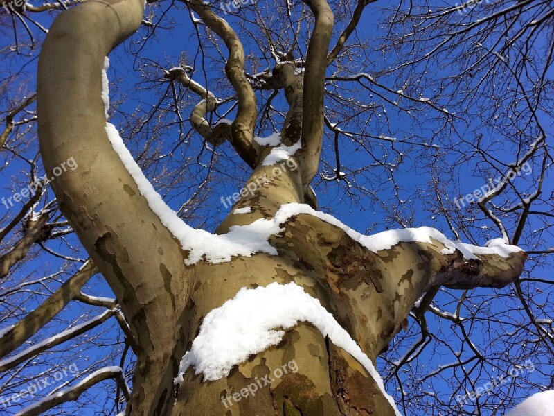 Tree Aesthetic Winter Branch Log