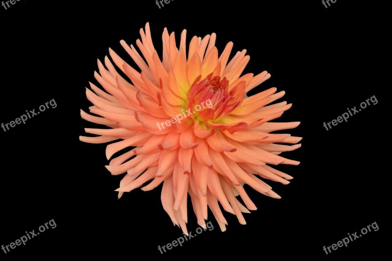 Chrysanthemum Flower Plant Petals Flowering