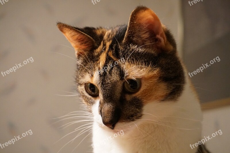 Cat Kitty Pets Portrait Calico