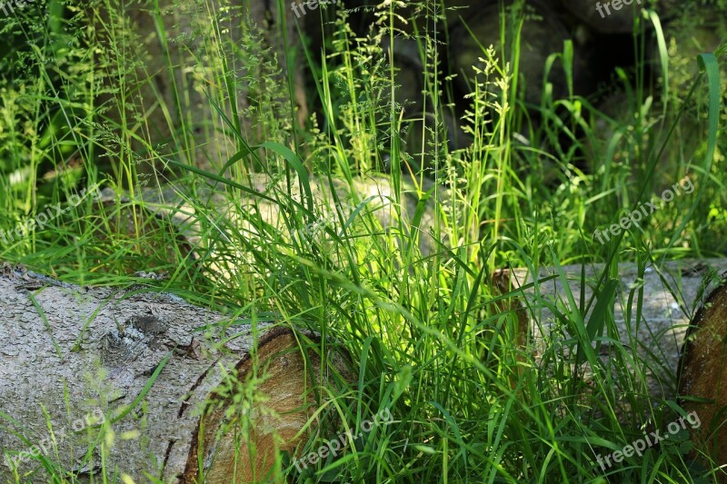 Grass Nature Green Grasses Plant