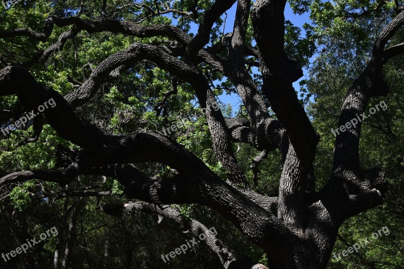 Tangled Tree Bark Green Landscape