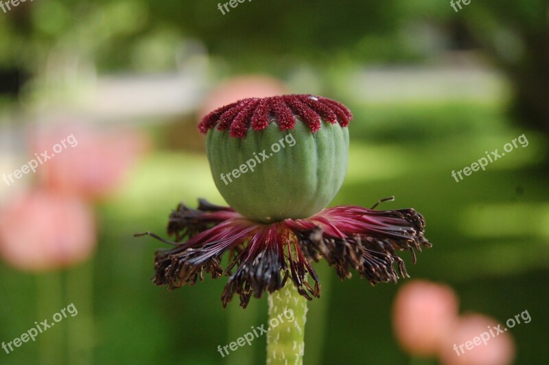 Poppy Withered Flowers Core Free Photos