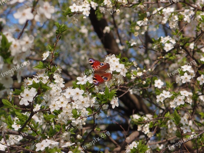 Flowers Tree Flowering Tree Butterfly Peacock