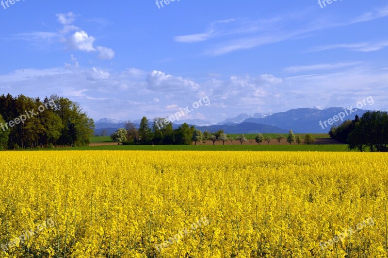 Spring Rape Blossom Field Of Rapeseeds Blooming Rape Field Kelly