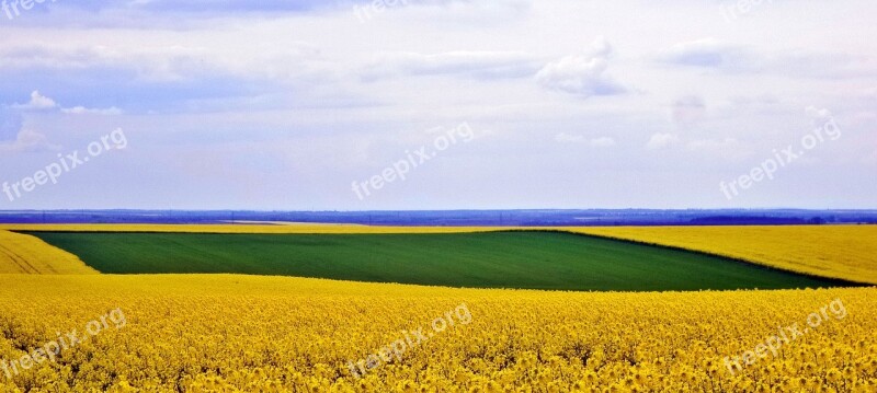 Nature Rape Sky Spring Field