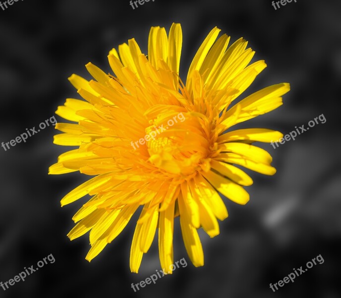 Dandelion Blossom Bloom Yellow Pointed Flower