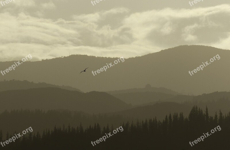 Layers Mountain Bird Flying Telephoto