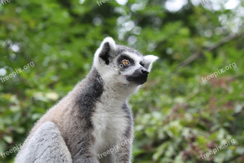 Animals Lemur Nature Madagascar Lemurs