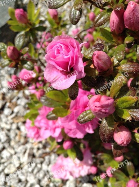 Pink Flowers Green Summer Ipod