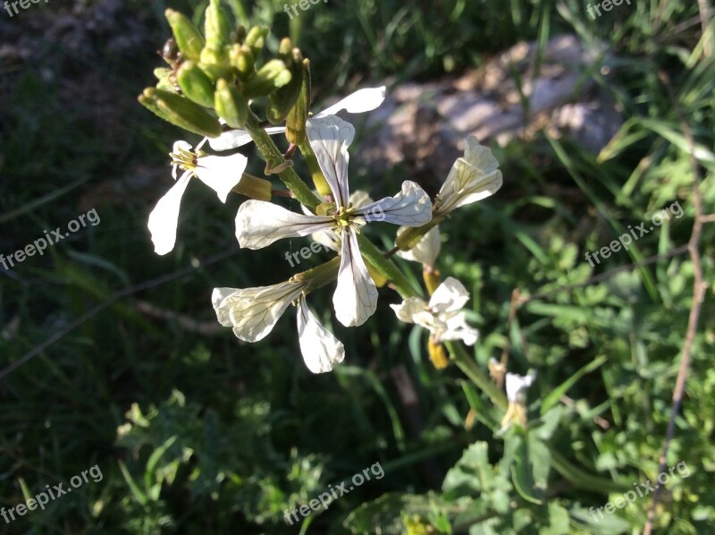 Flower Rocket Crucifer Field Caterpillar