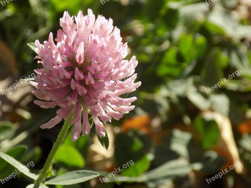 Clover Summer Suns Nature Greens