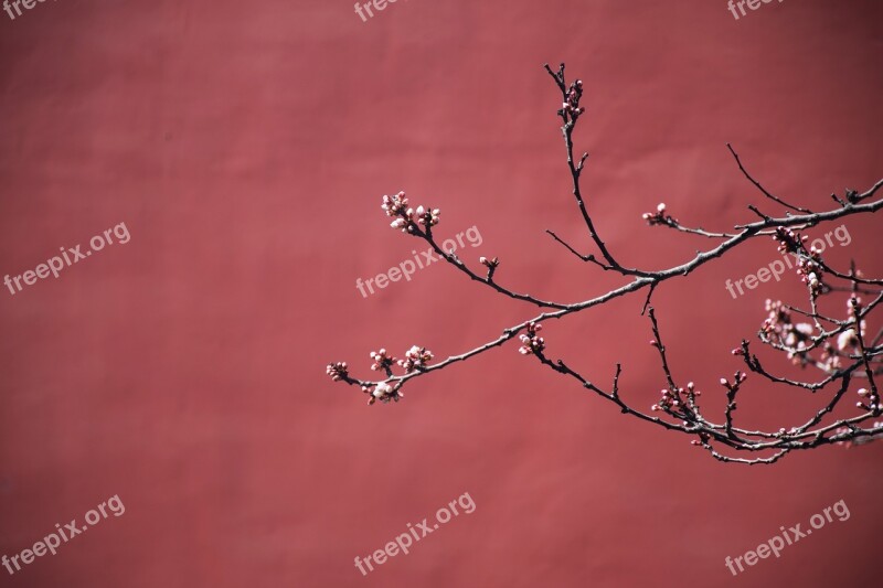 Red Plum Blossom The National Palace Museum Free Photos