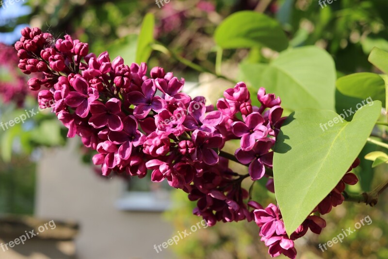 Lilac Macro Blossom Bloom Close Up