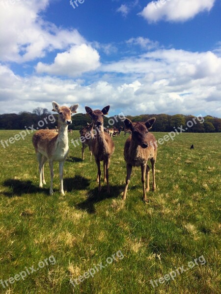 Dublin Deer Wildlife Green Spring