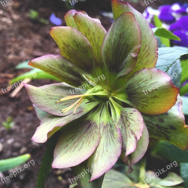 Garden Bloom Flowers Hellebore Green