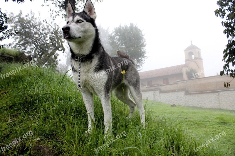 Dog Husky Pet Animal Cute