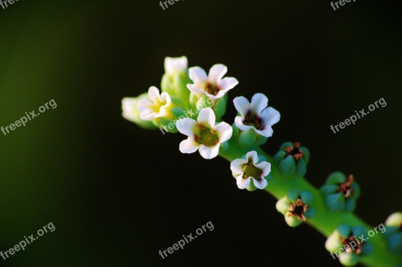 Flower Green Nature Plant Summer