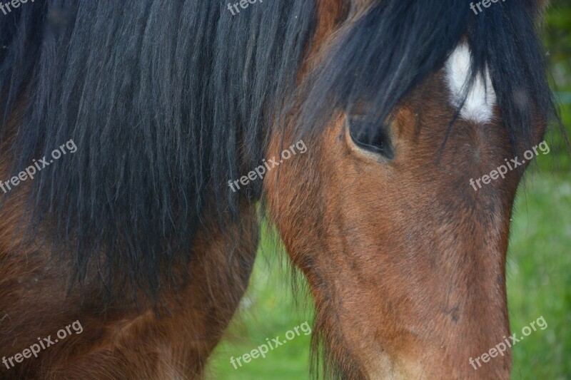 Horse Head Portrait Mane Animal