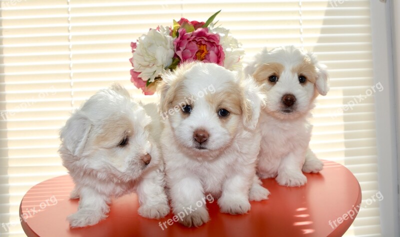 Puppies Small Dog Cotton Tulear Animal Domestic Animal