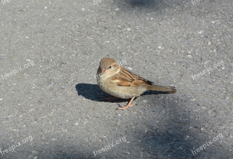 Bird Sparrow Animal Feathers Nature