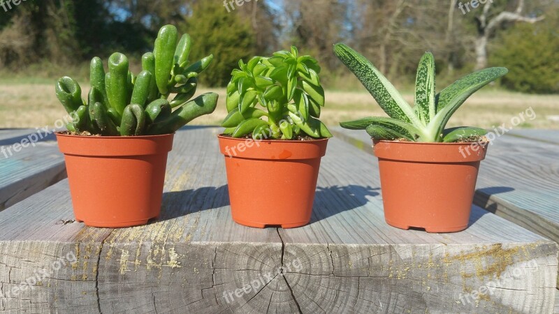 Succulents On Bench Succulents Green Plants On Bench Free Photos