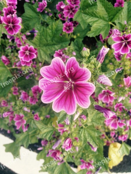 Flowers Hollyhock Nature Free Photos