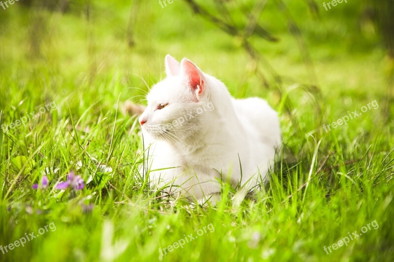 Young Cat Meadow Chill Out Green Spring