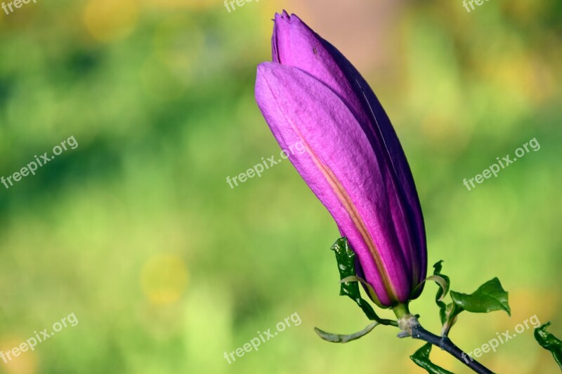 Magnolia Blossom Bloom Spring Bud