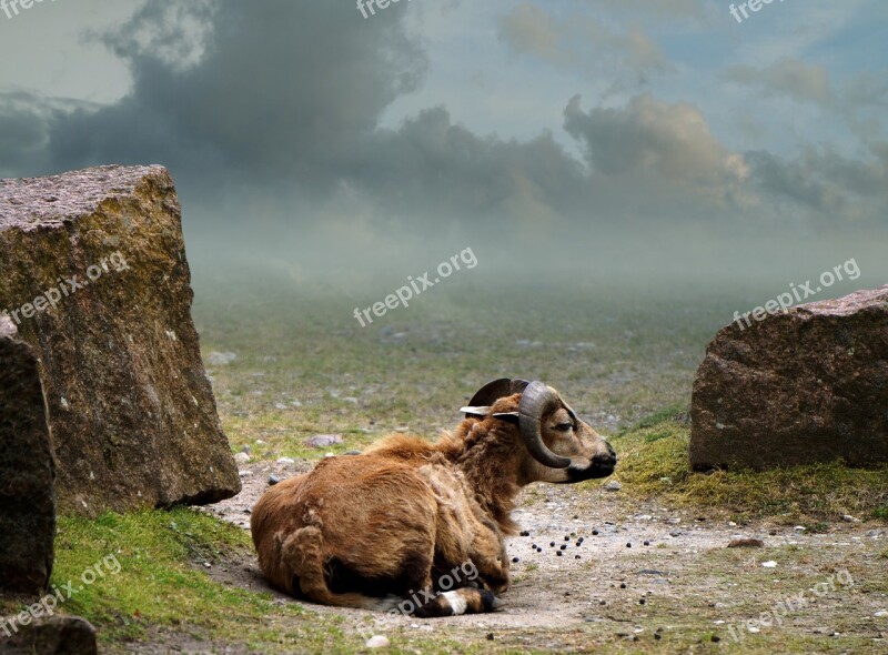 Cameroon Sheep Landscape Mammal Green Nature