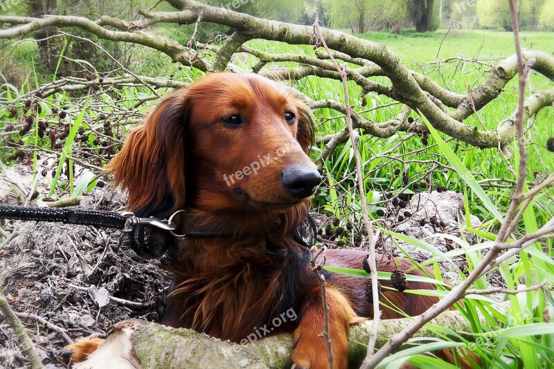 Dog Dachshund Dachshund Dog Hunting Nature