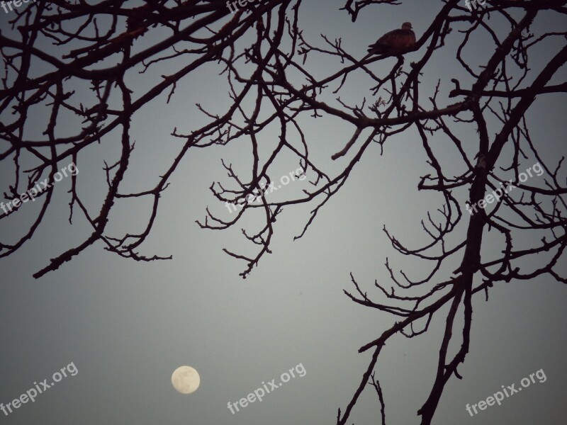 Turtledove Tree Night Resting Branch