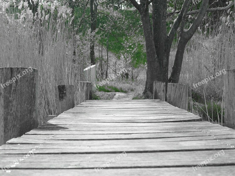 Web Wood Bridge Boardwalk Wooden Bridge