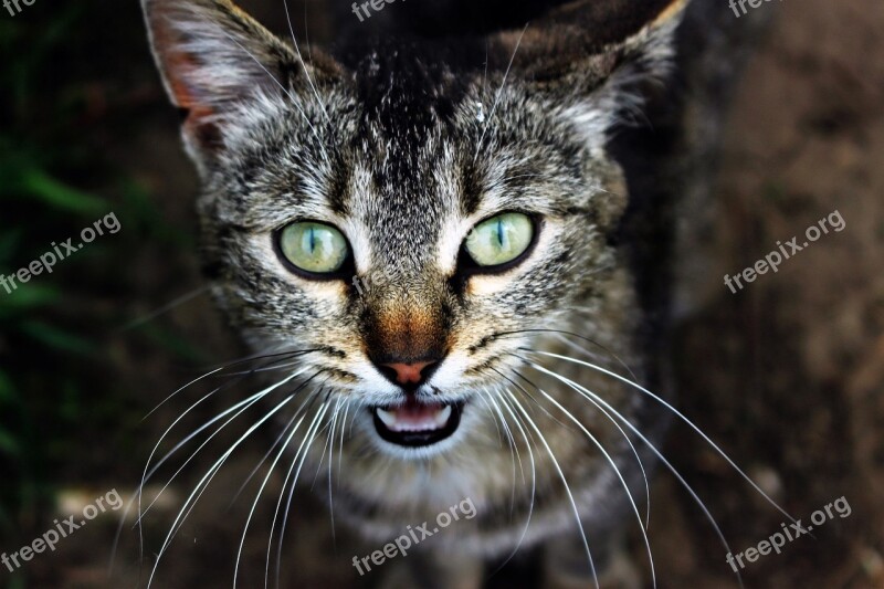 Pet Cat Eye Anger Free Photos