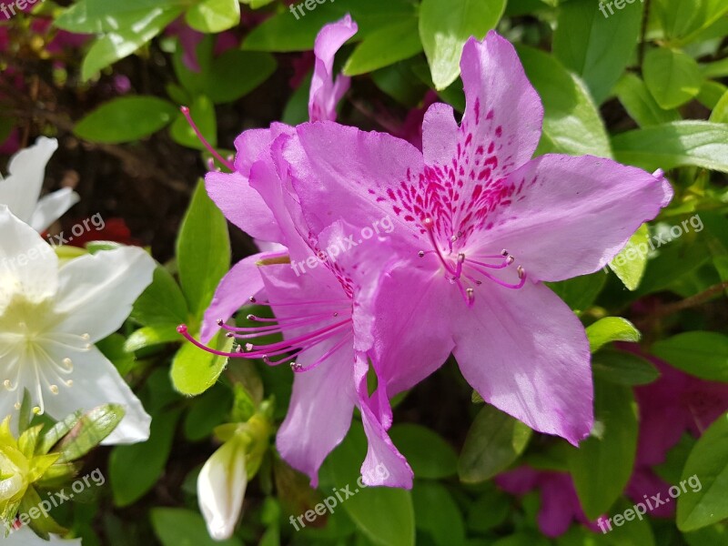 Flowers Beautiful Spring Flowers Nature Azalea