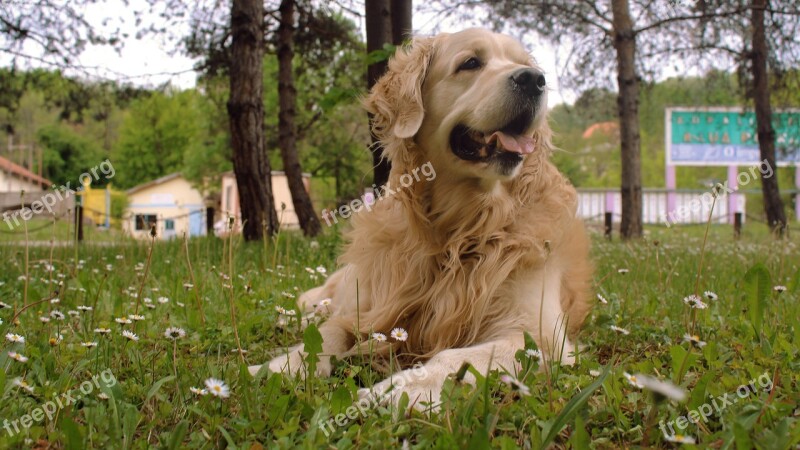 Dog Golden Golden Retriever Retriever Pet