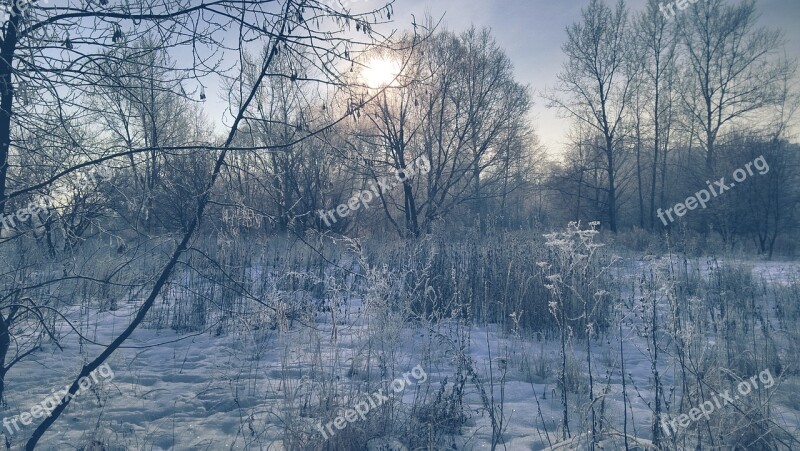 Winter Snow D Trees Branch